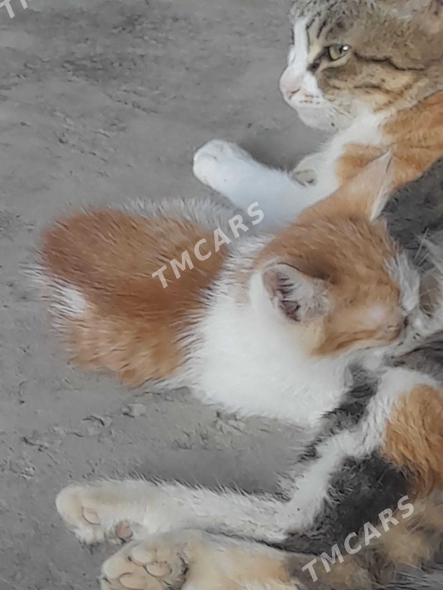 Пишик - Türkmenabat - img 3