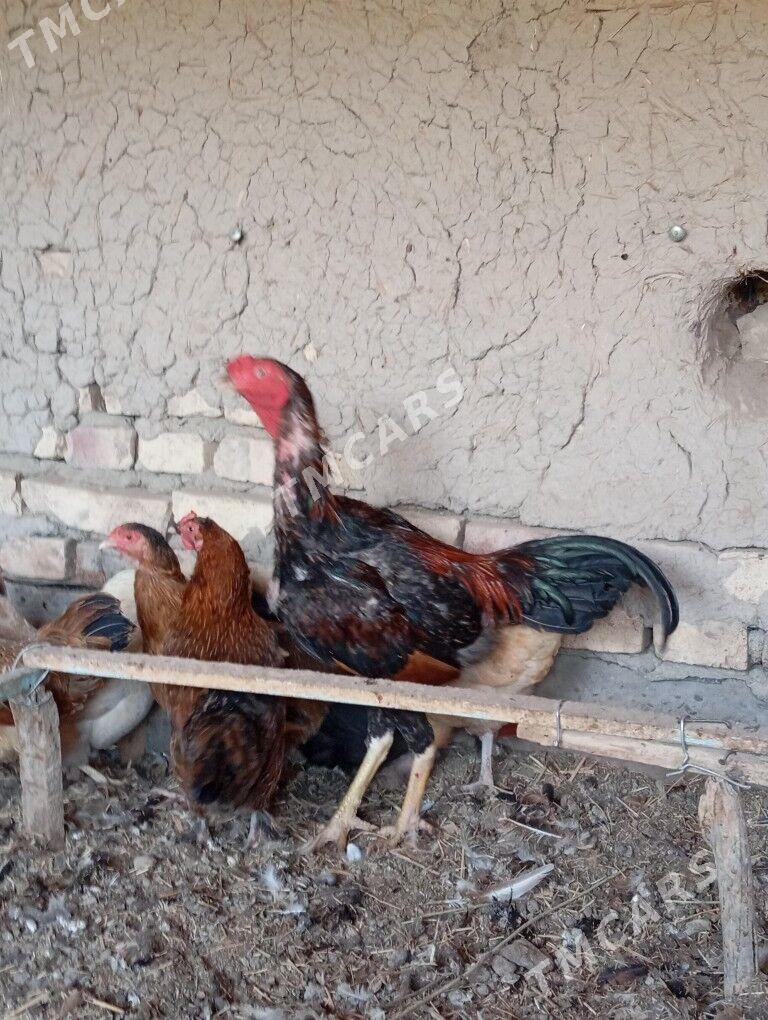 horaz - Garabekewül - img 6