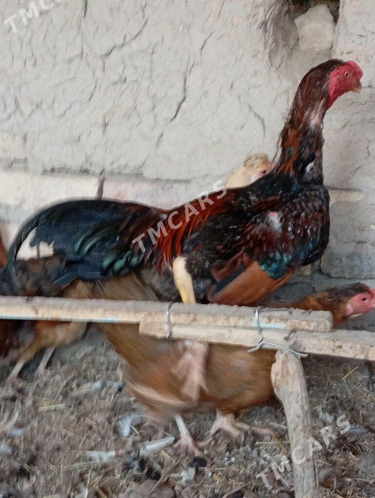 horaz - Garabekewül - img 5