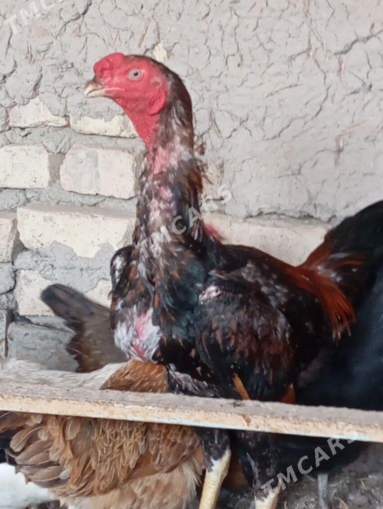horaz - Garabekewül - img 3