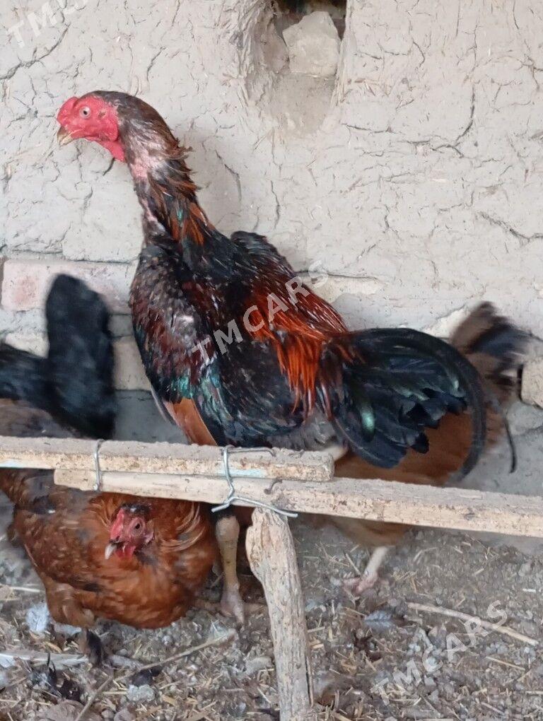 horaz - Garabekewül - img 7