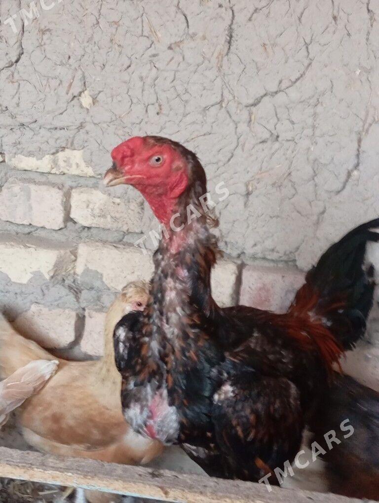 horaz - Garabekewül - img 2