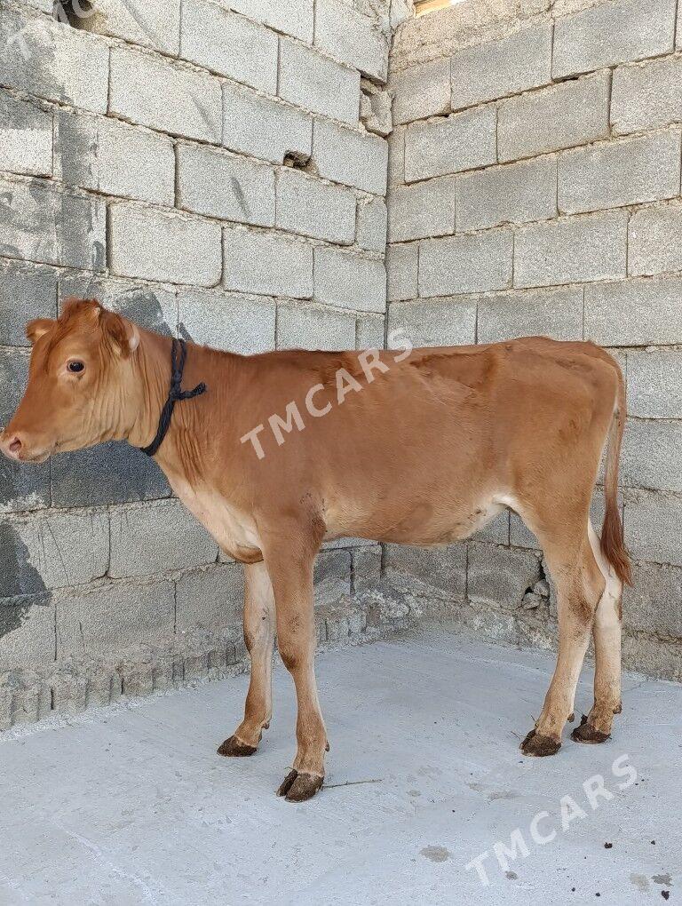tüwe - Aşgabat - img 2