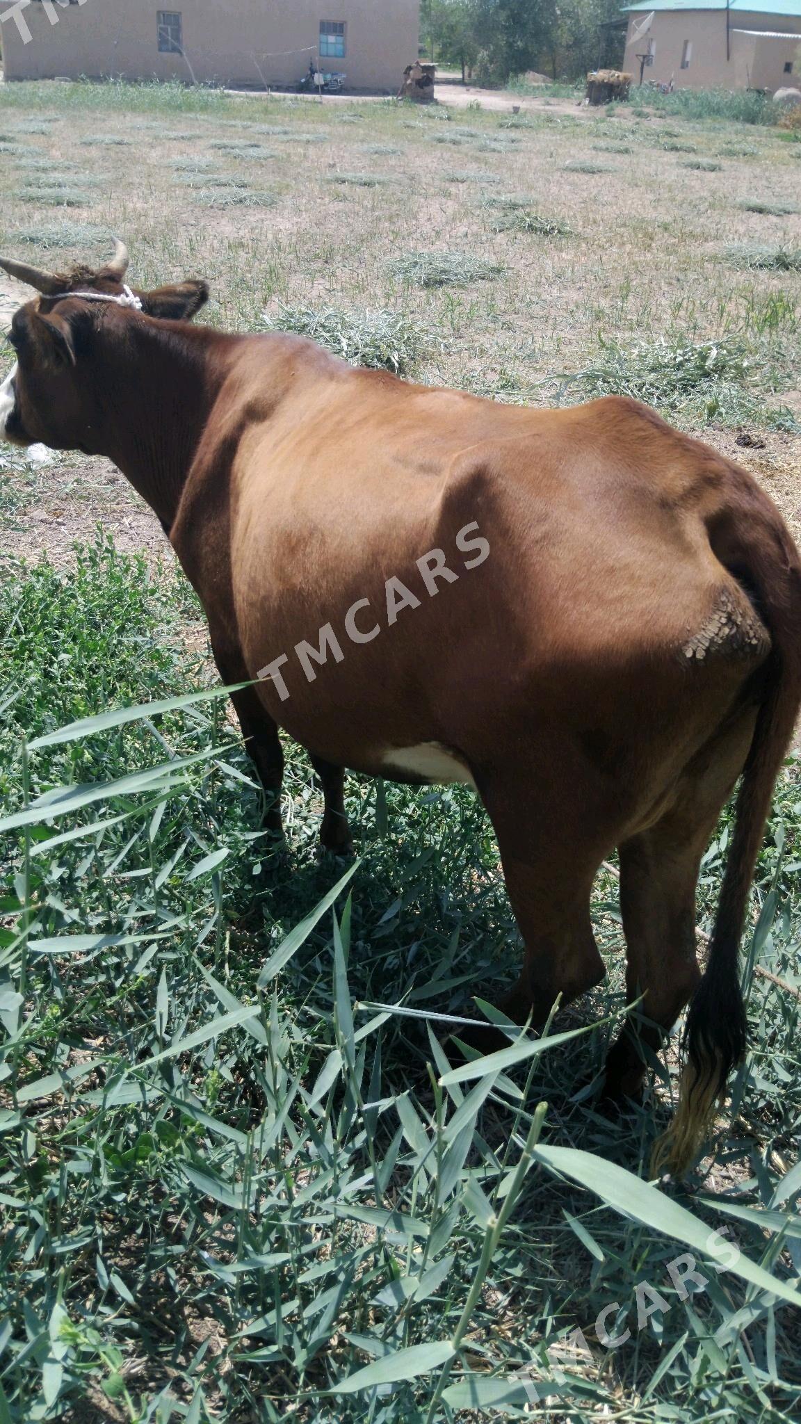 tanaly sygyr - Türkmenbaşy etr. - img 2