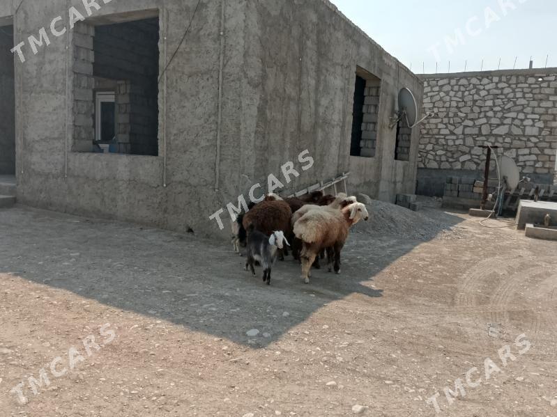 ÇEBİŞ we TOKLY - Balkanabat - img 2