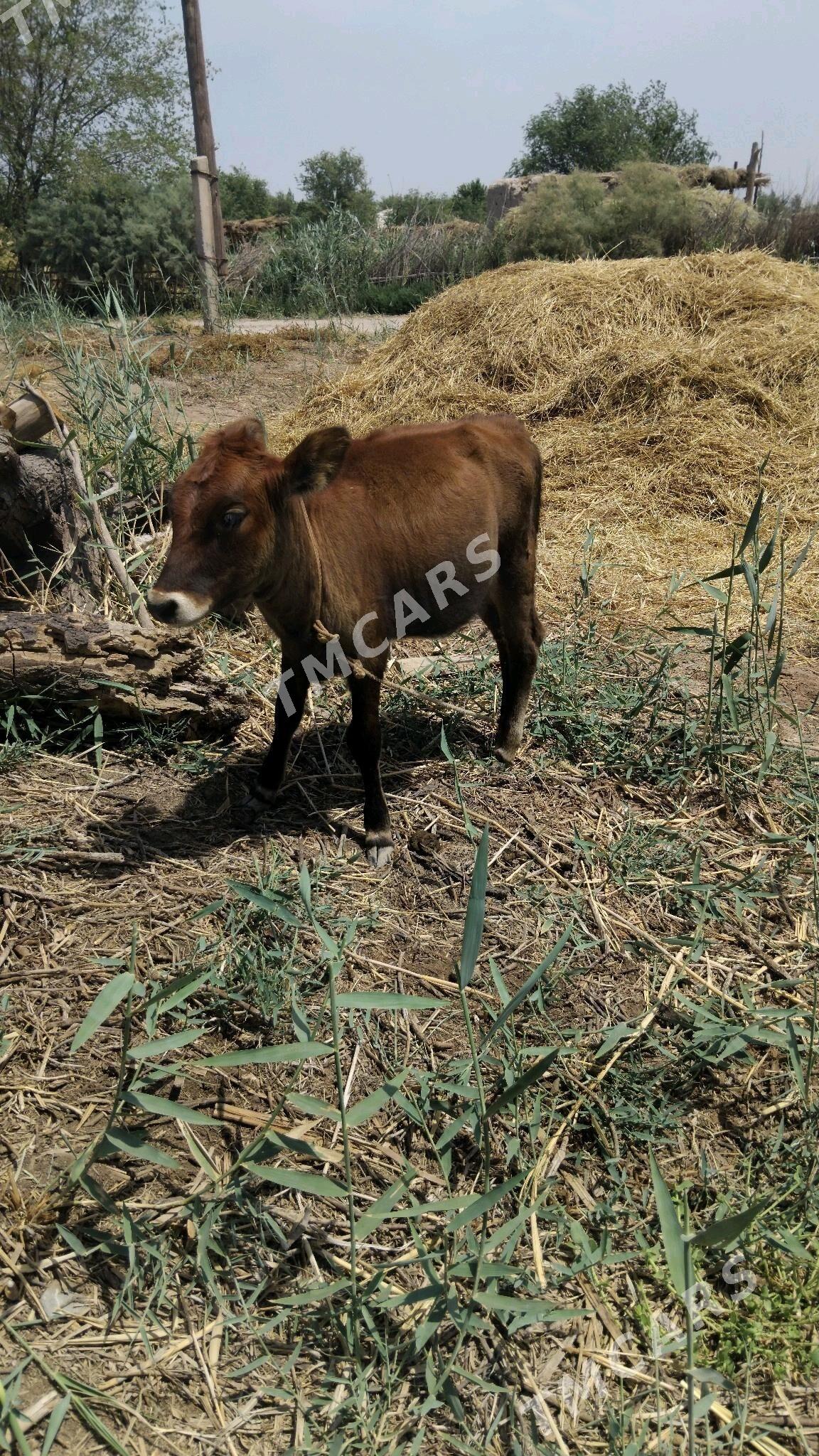 tanaly sygyr - Türkmenbaşy etr. - img 4