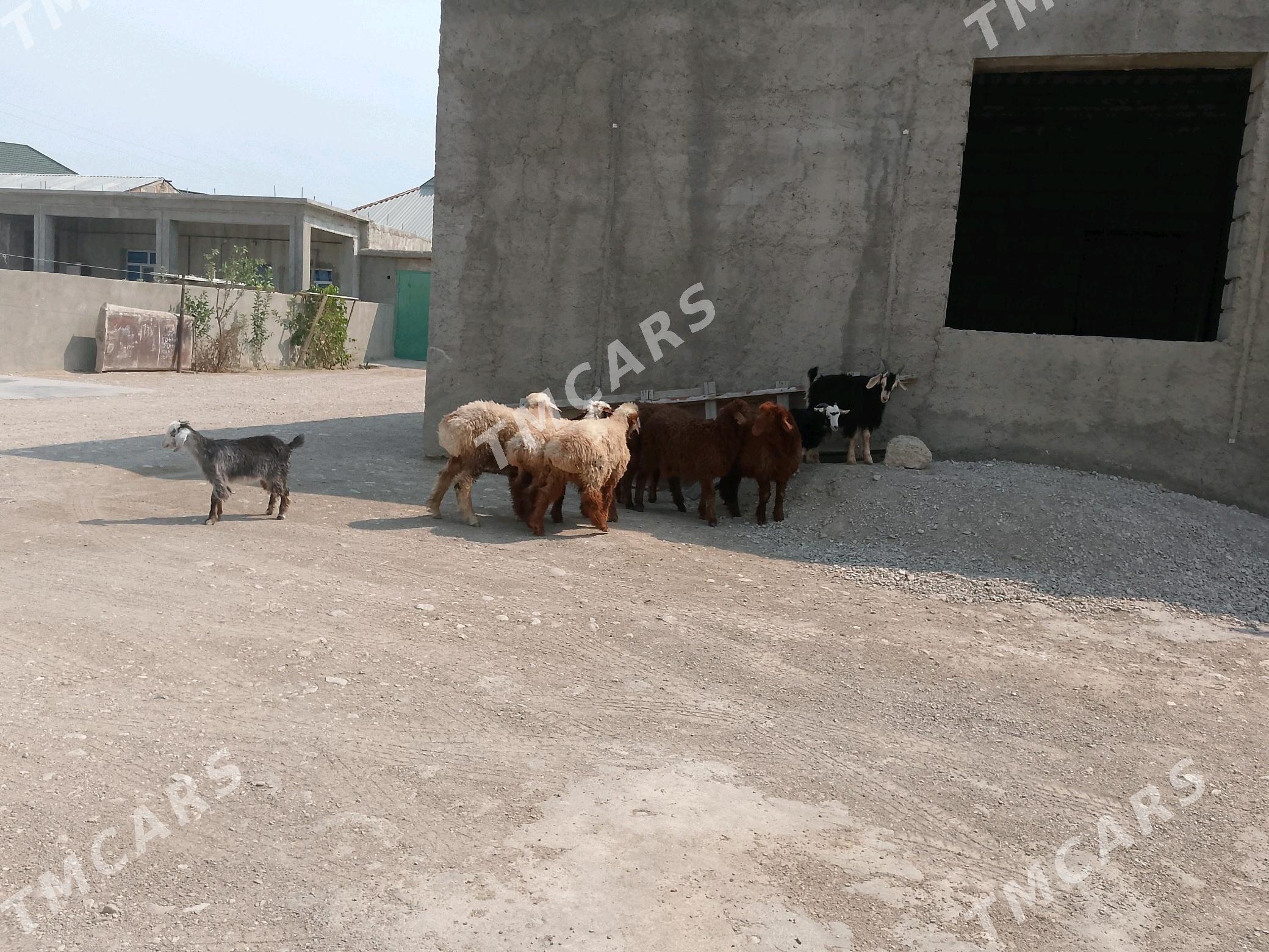 ÇEBİŞ we TOKLY - Balkanabat - img 3