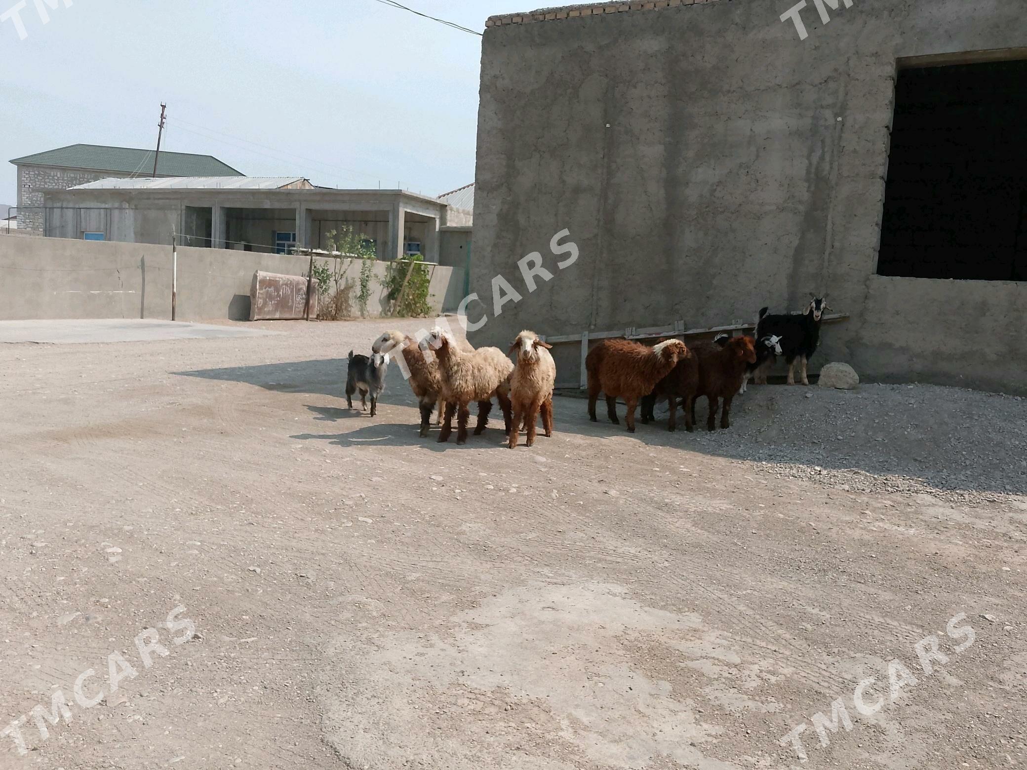 ÇEBİŞ we TOKLY - Balkanabat - img 4
