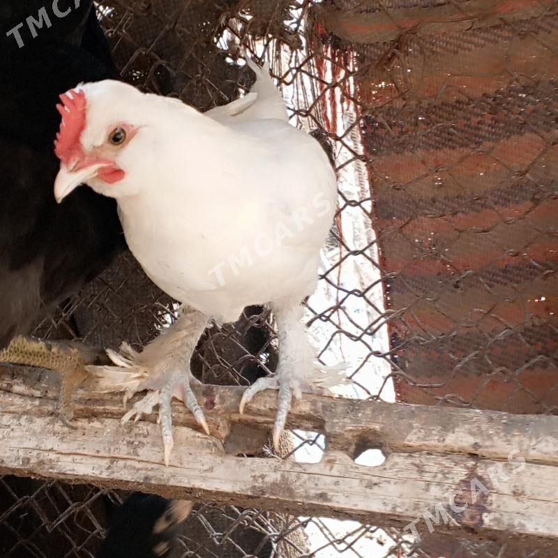 karlikler - Çärjew - img 2