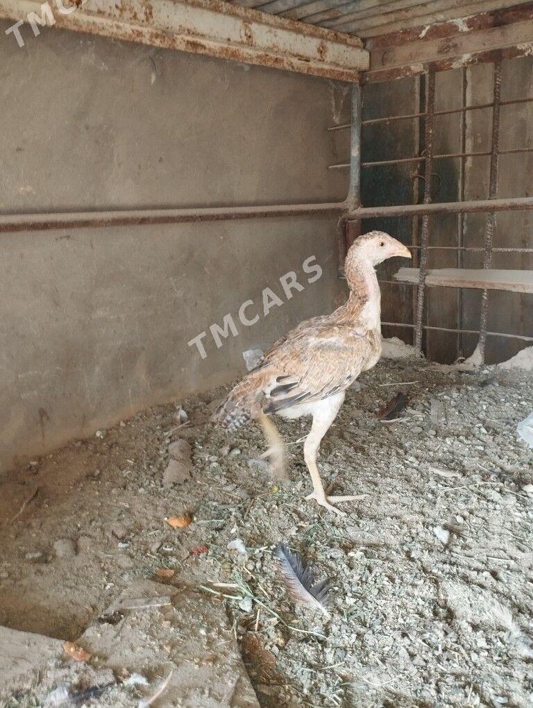 bayes - Wekilbazar - img 2