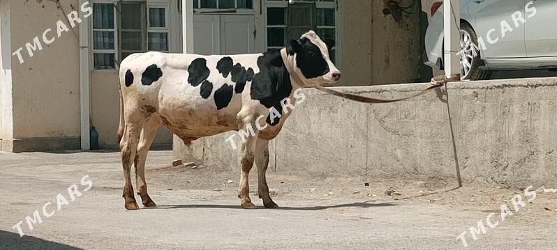 Öküz - Aşgabat - img 6