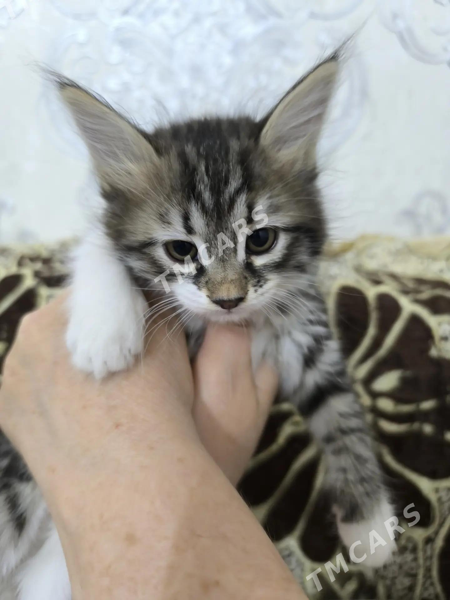 котята - Aşgabat - img 2