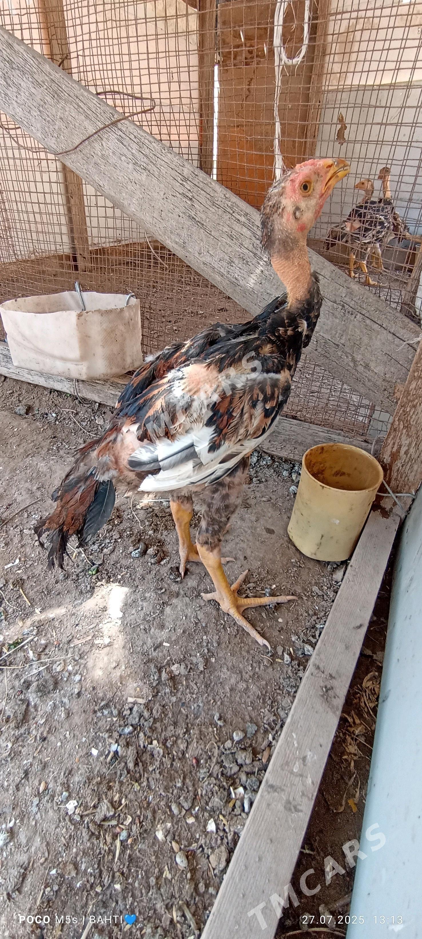 baysow juyje - Sakar - img 2