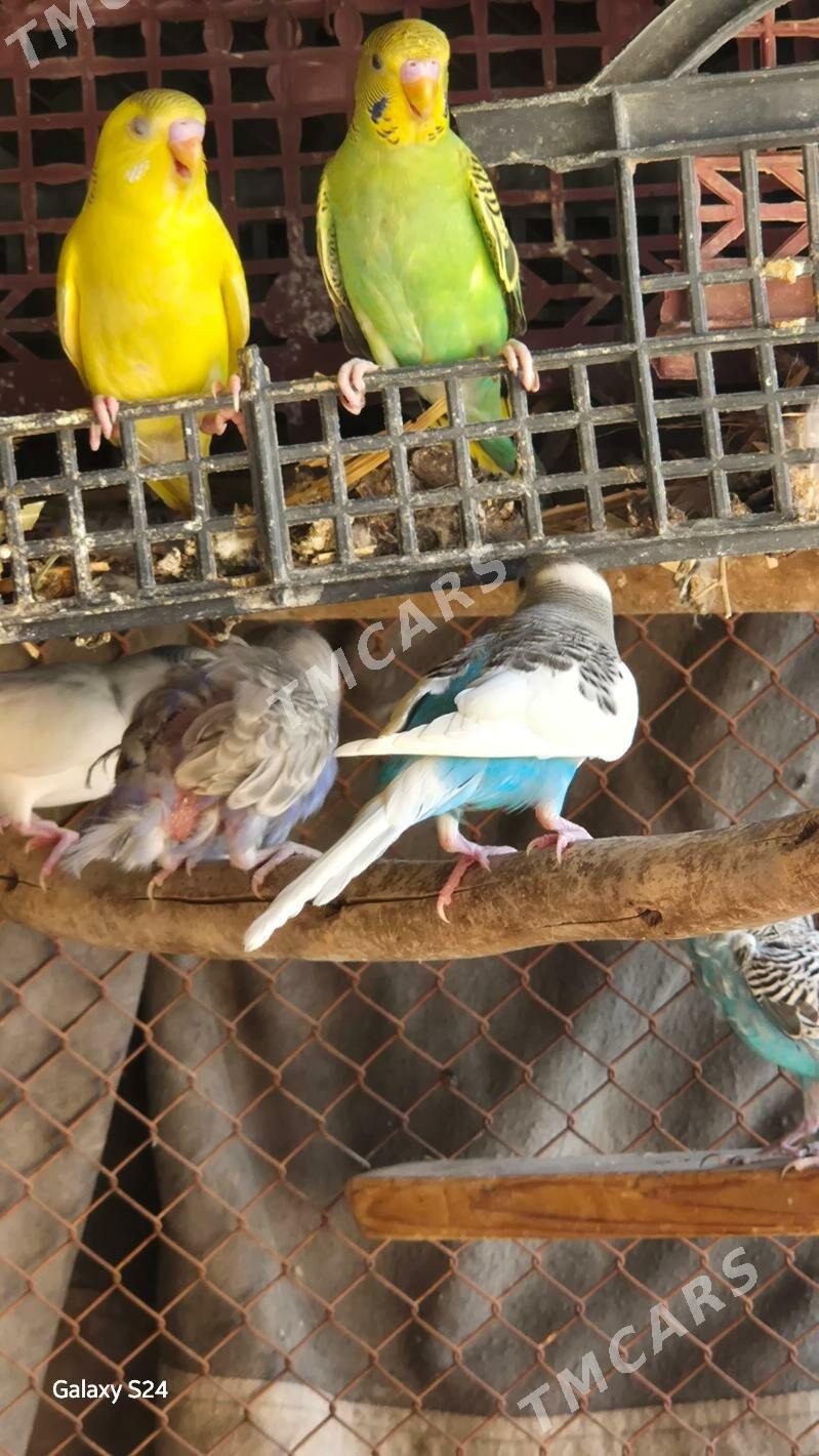 papugay - Gubadag - img 2
