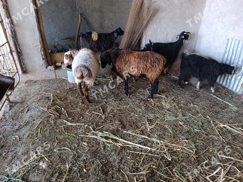 koylar we geciler - Фарап - img 2