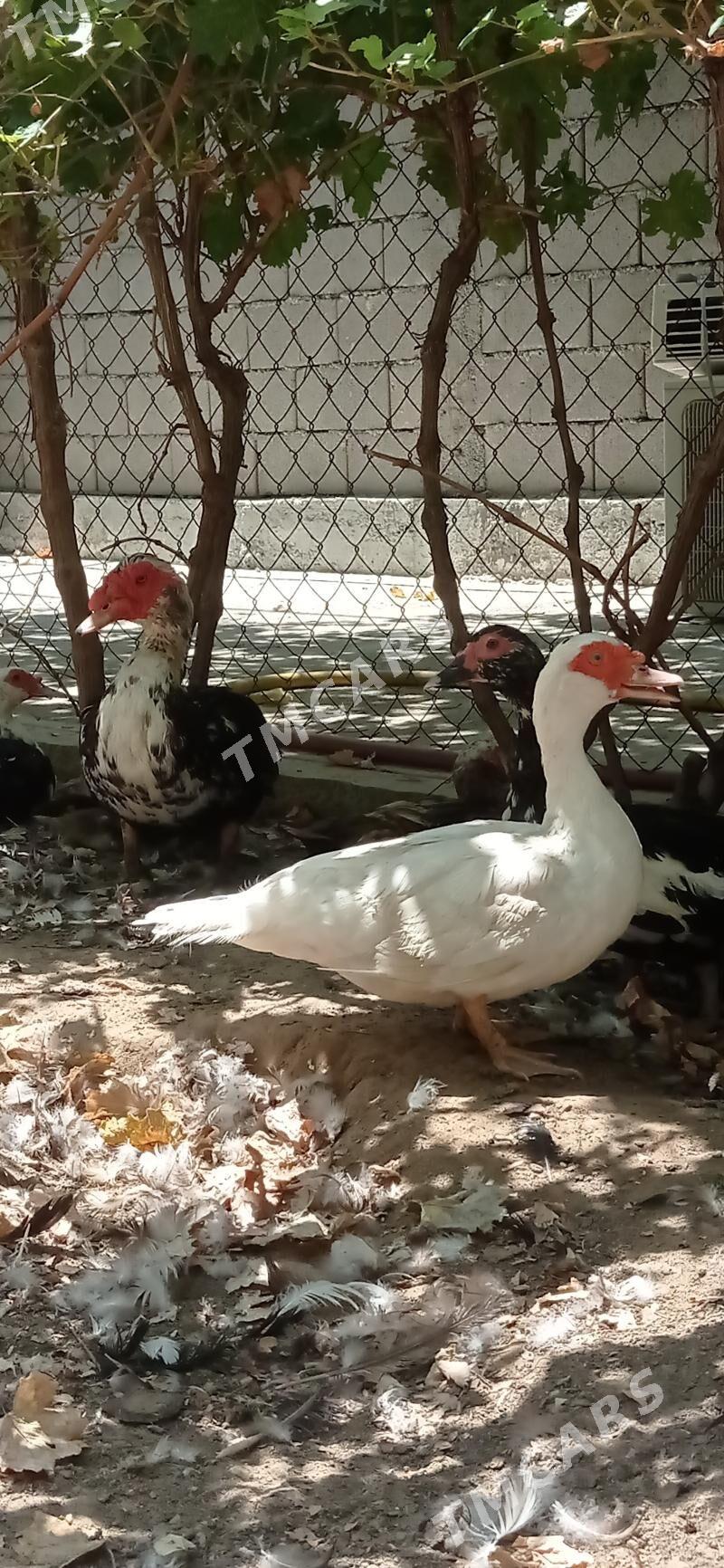 ordek - Aşgabat - img 2