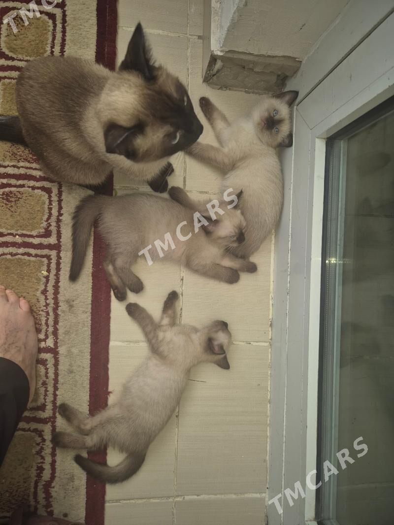 продаются котята - Мир 7 - img 2