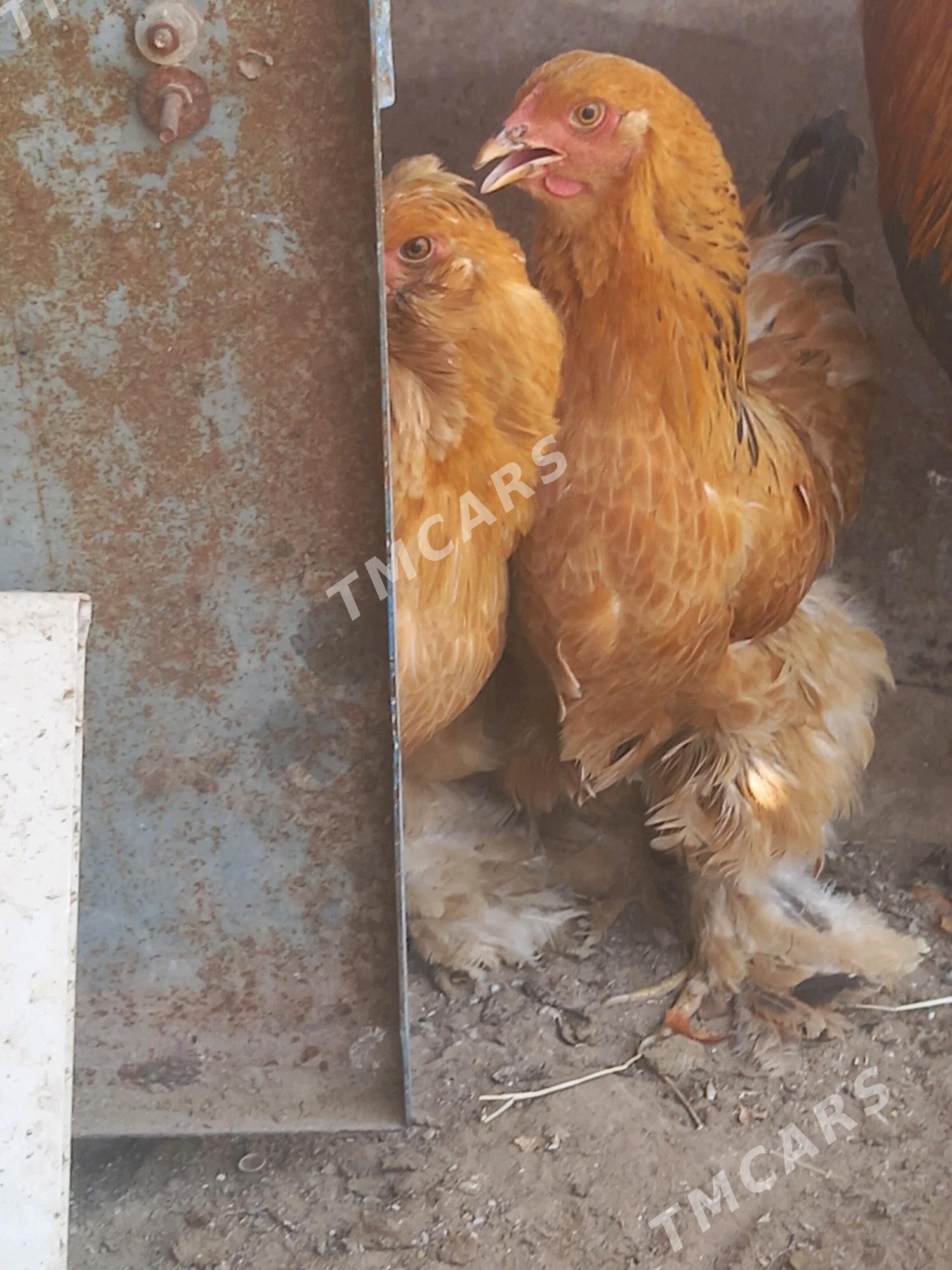 brama towuk horaz - Türkmenbaşy - img 2