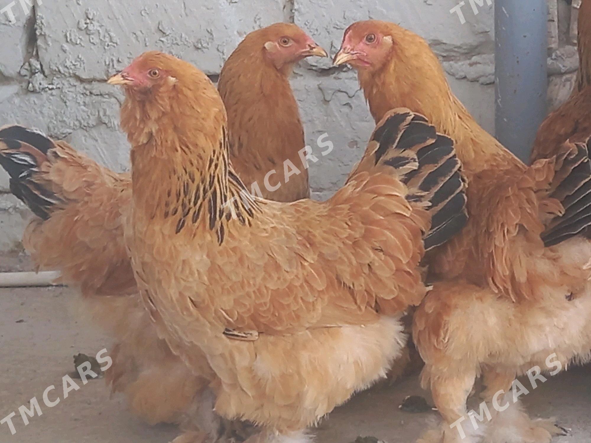 brama towuk horaz - Türkmenbaşy - img 3