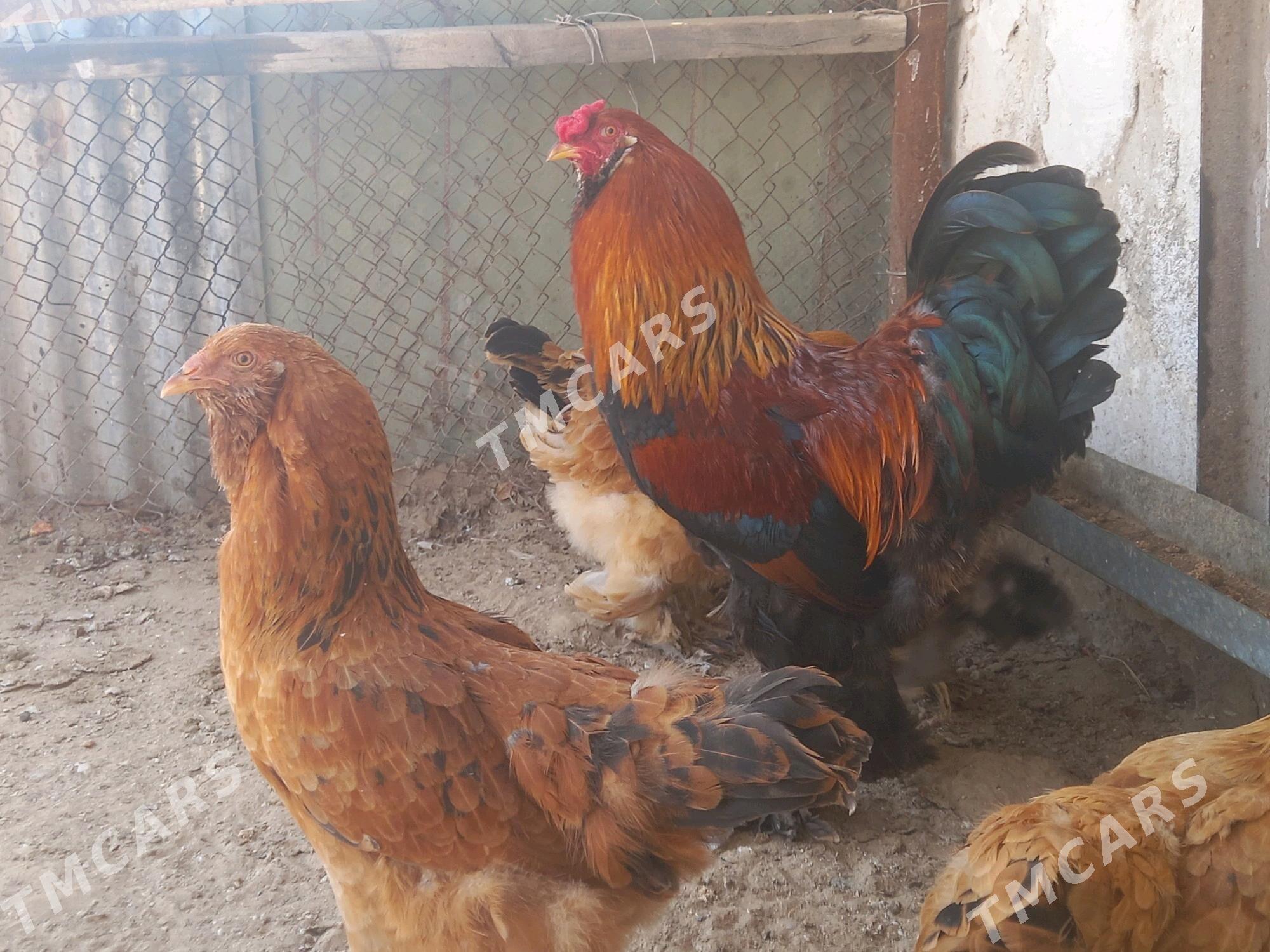 brama towuk horaz - Türkmenbaşy - img 4