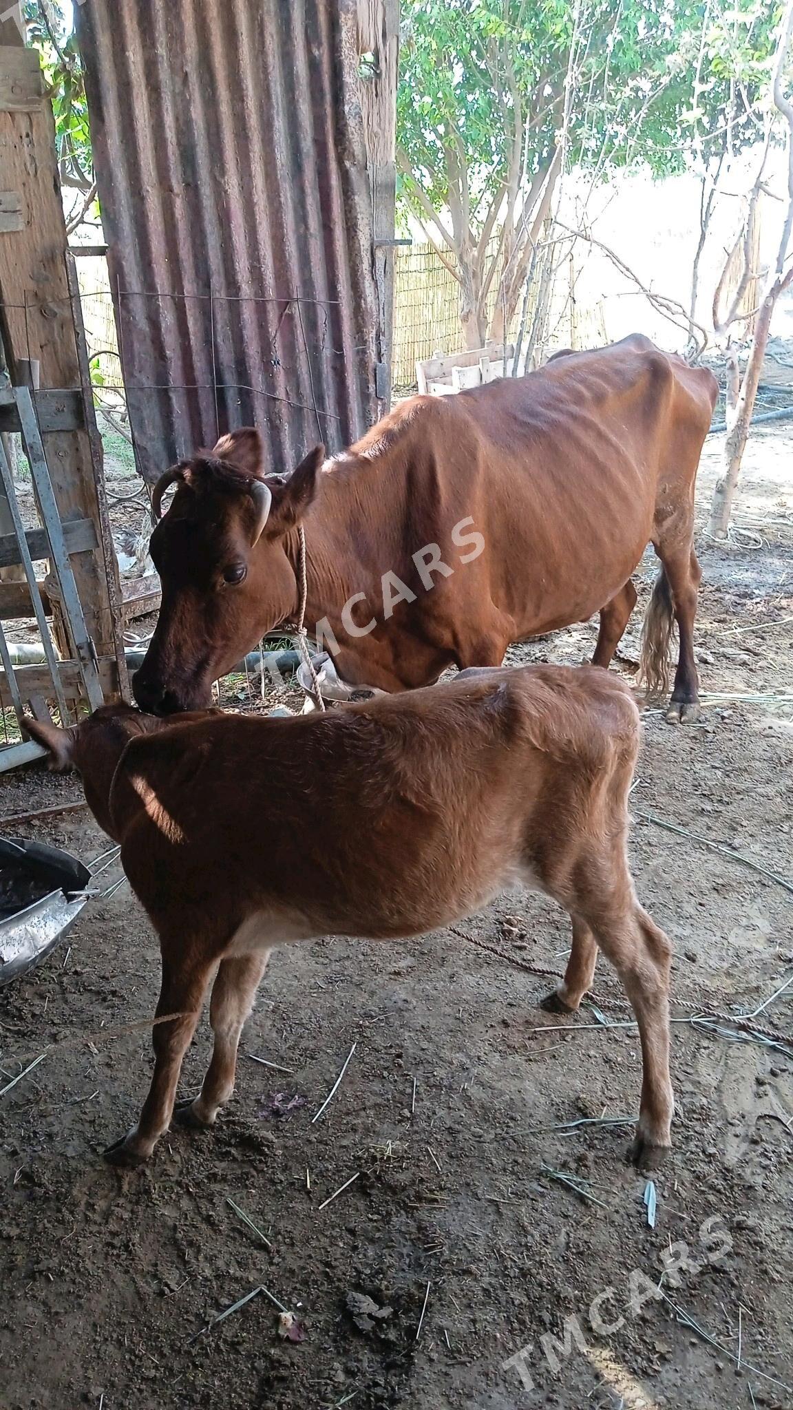 Goleli Sygyr - Çoganly - img 1