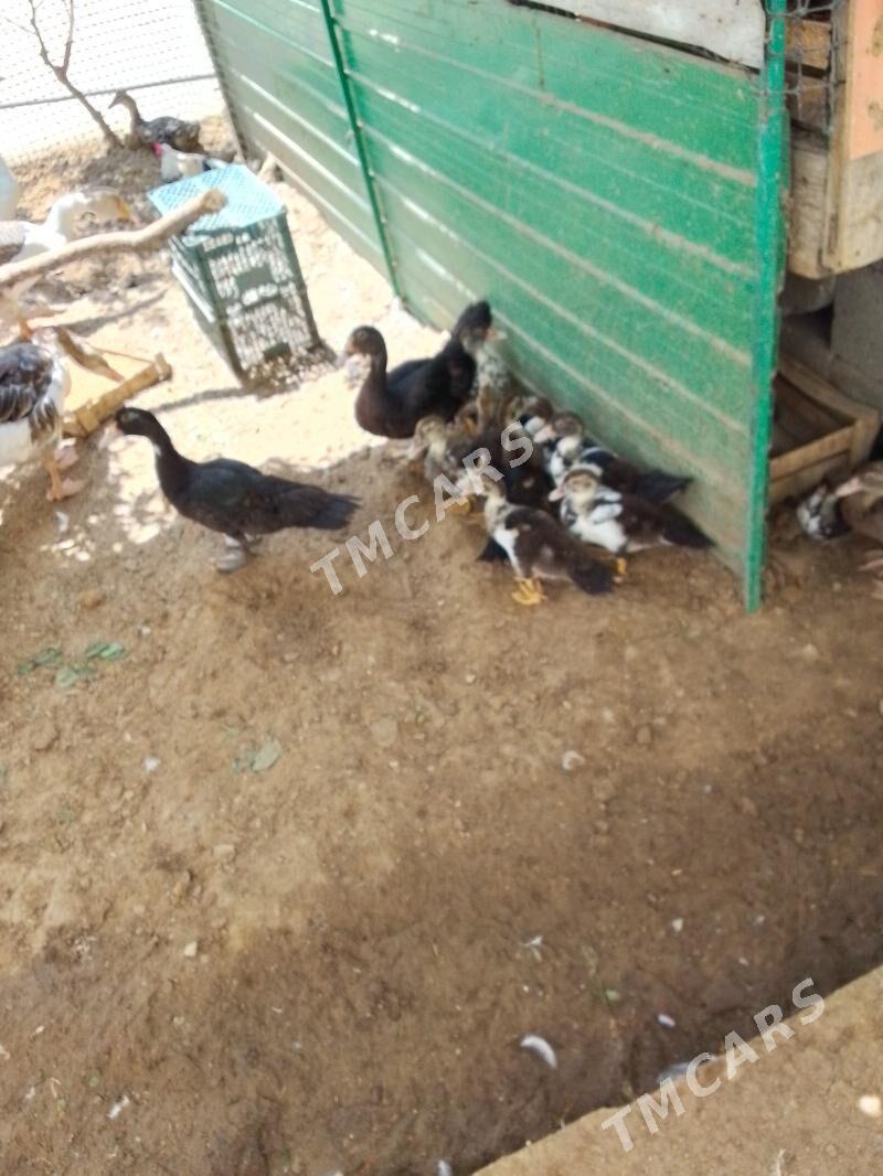 ördek - Aşgabat - img 3
