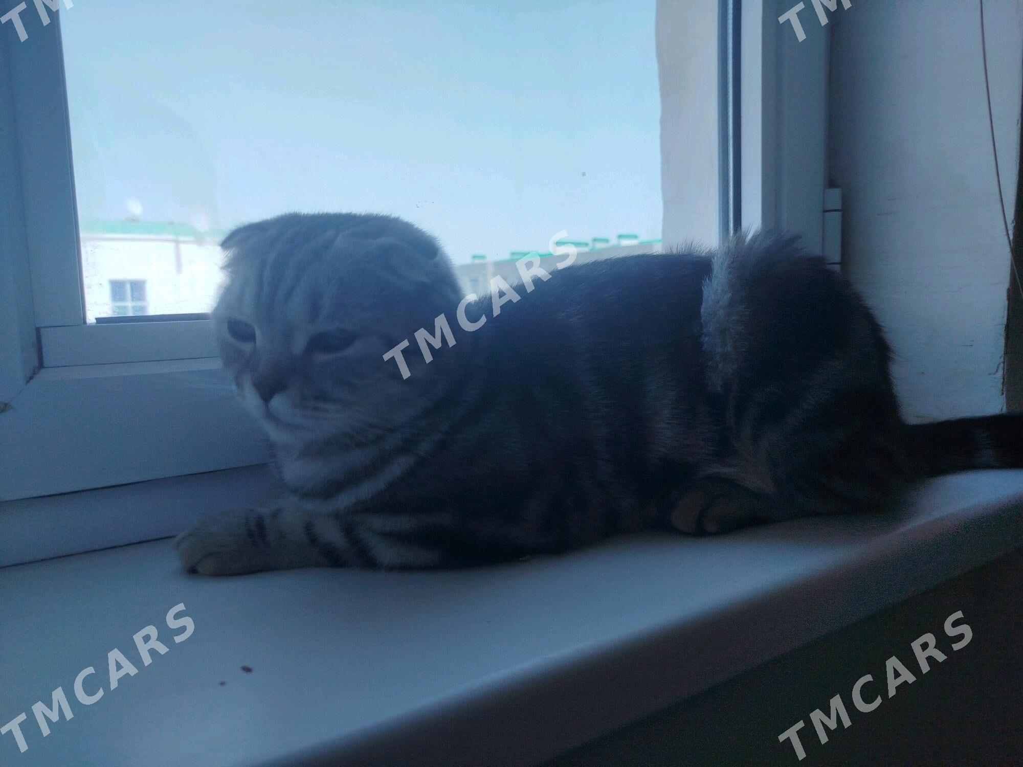 вислоухий шотландский кот - Türkmenabat - img 2