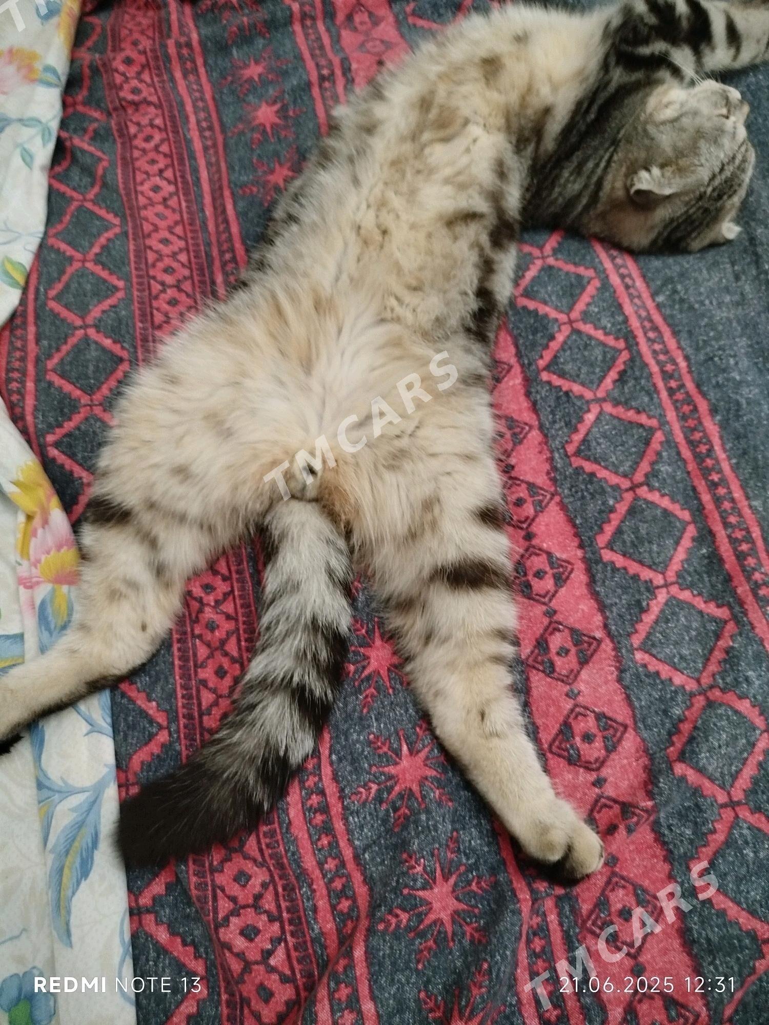 вислоухий шотландский кот - Türkmenabat - img 3