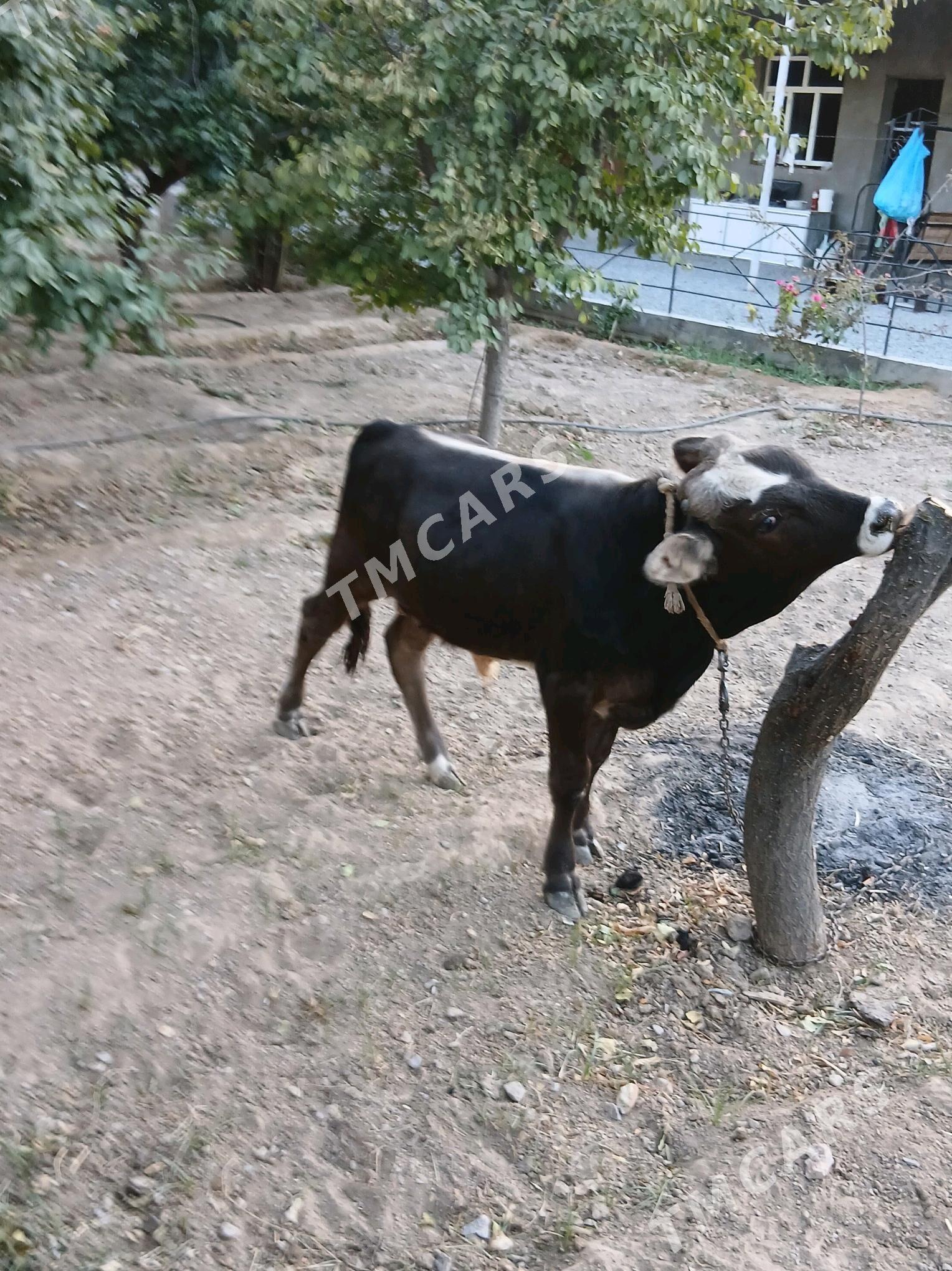 ŞWES ÖKÜZ - Gökje - img 2