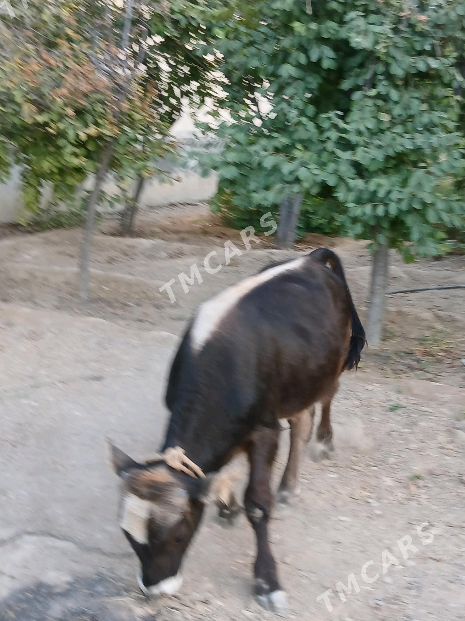 ŞWES ÖKÜZ - Gökje - img 5