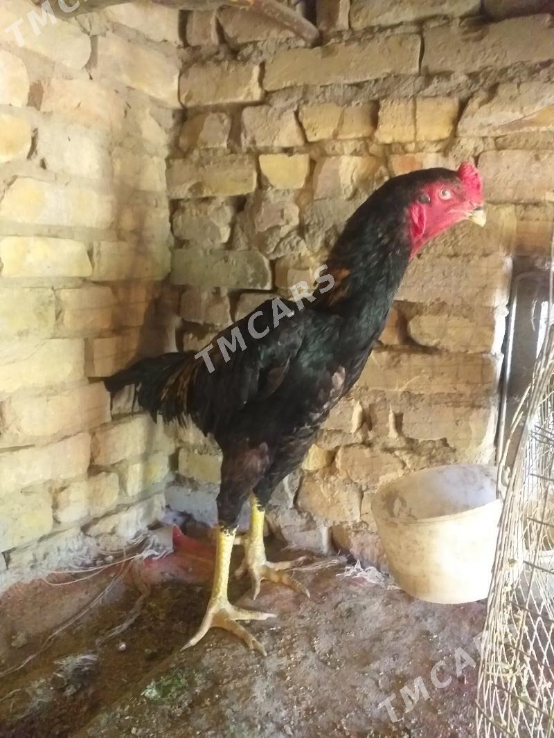 baysow horaz - Çärjew - img 2