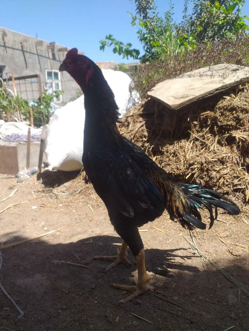 baysow horaz - Çärjew - img 3
