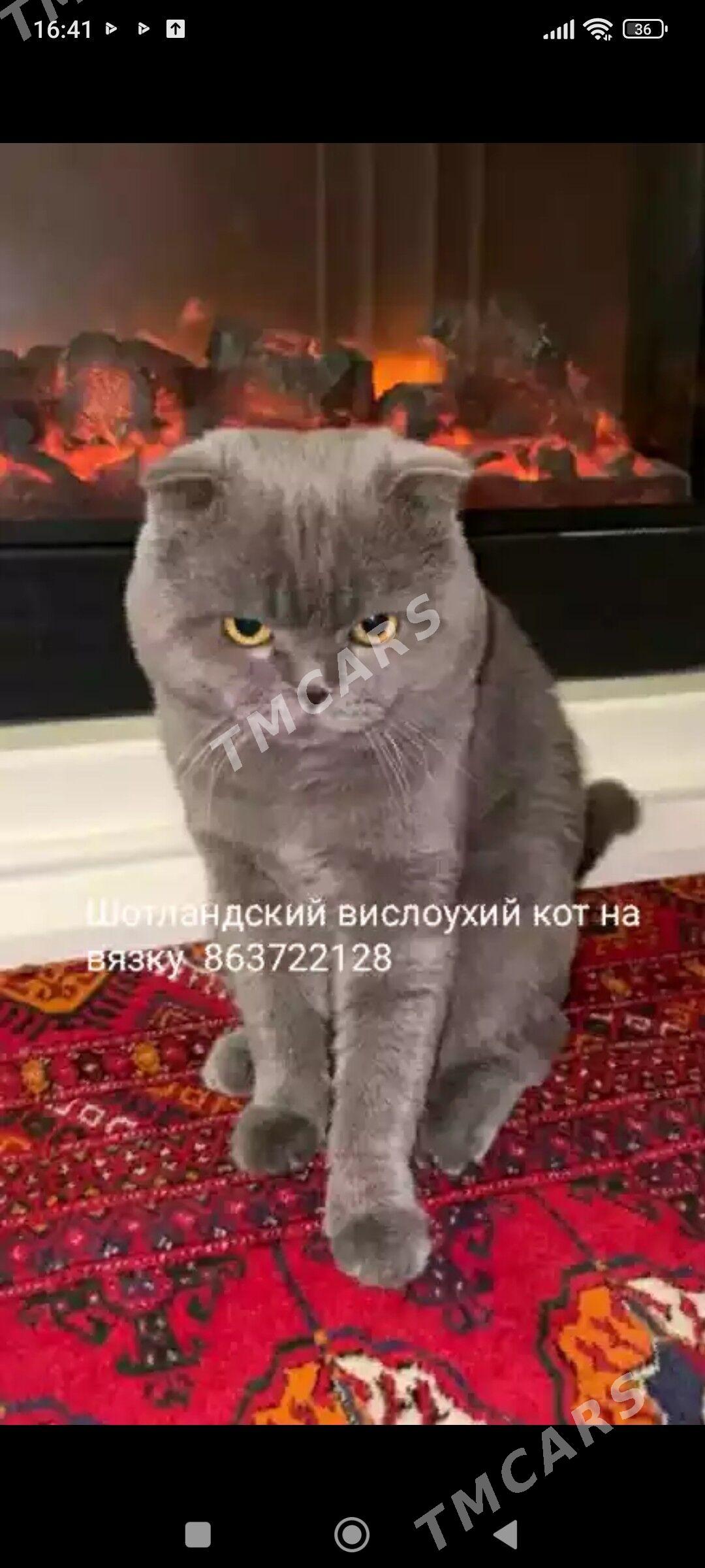 ШОТЛАНДСКИЙ КОТ - Aşgabat - img 2