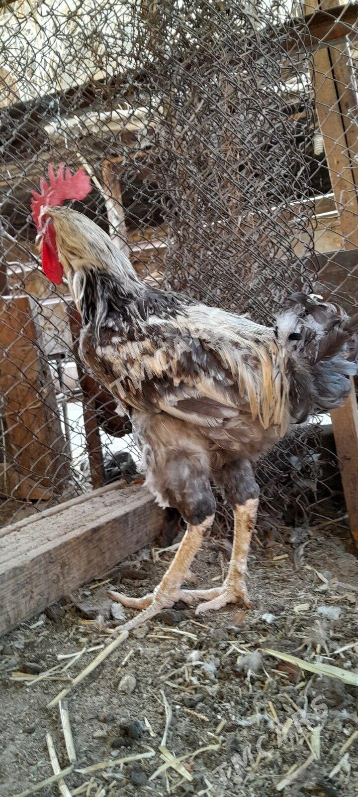 gigant horaz arassa - Türkmenabat - img 2