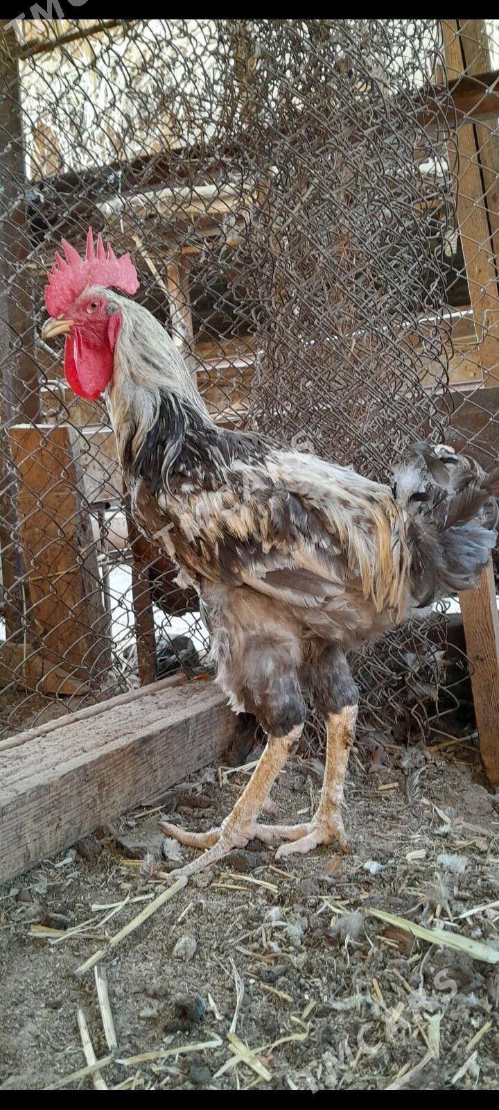gigant horaz arassa - Türkmenabat - img 3