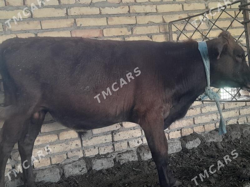okuzce - Çärjew - img 2