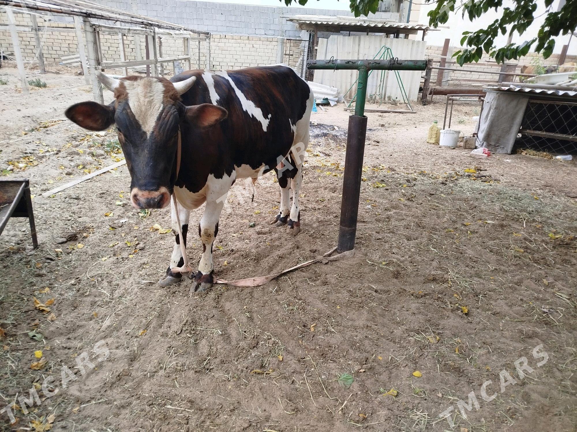 ökiz - Çoganly - img 2