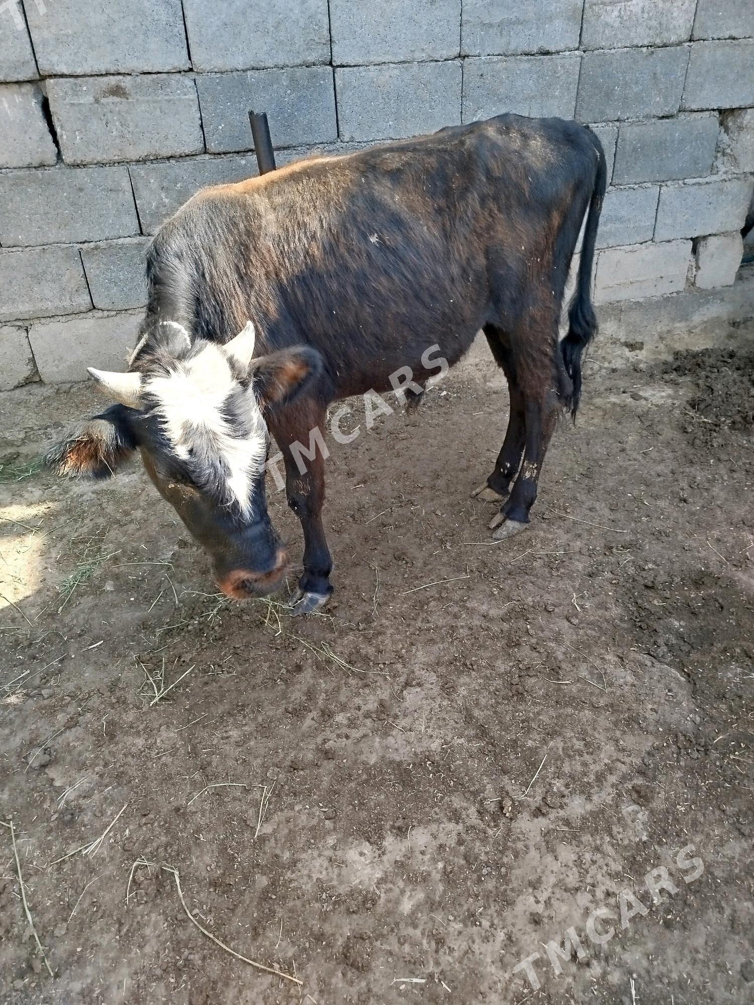 okuzler - Garadamak Şor - img 4