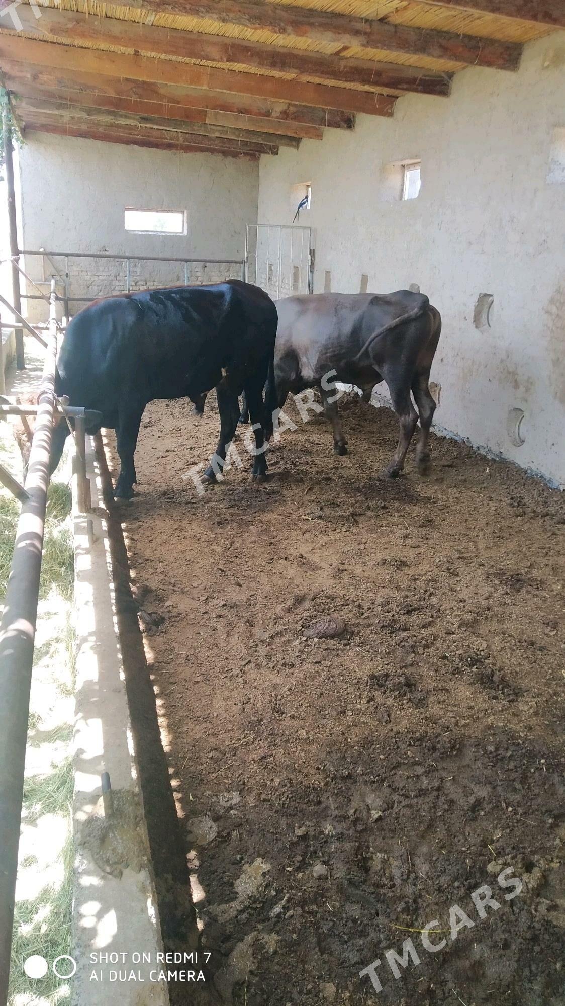 meydan okuzler - Murgap - img 6