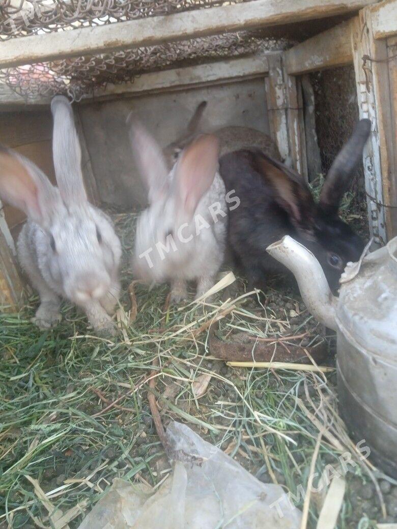 Towşan - Çärjew - img 2