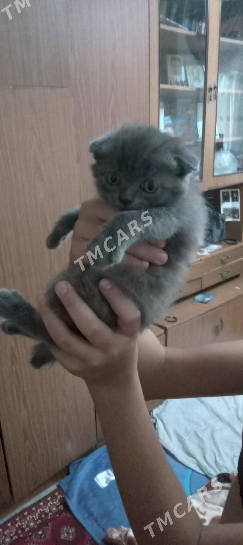 кошки - Mary - img 2