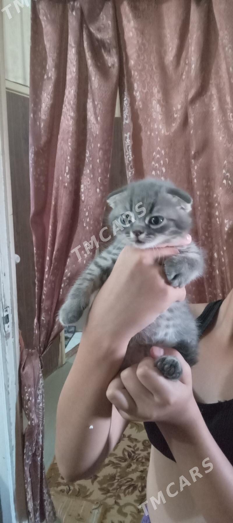 кошки - Mary - img 3