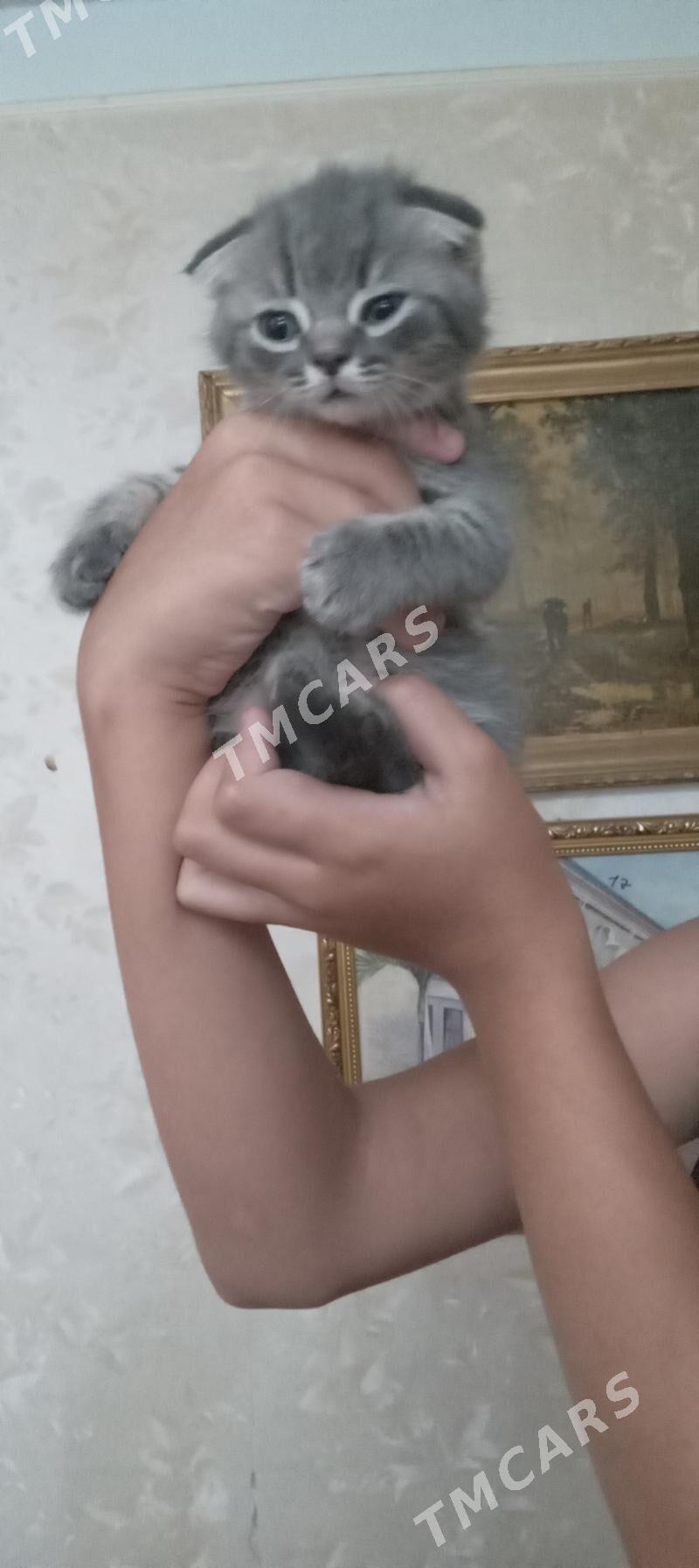 кошки - Mary - img 5
