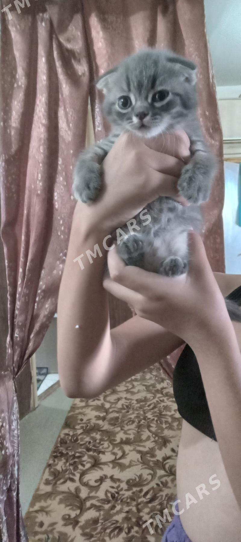 кошки - Mary - img 6