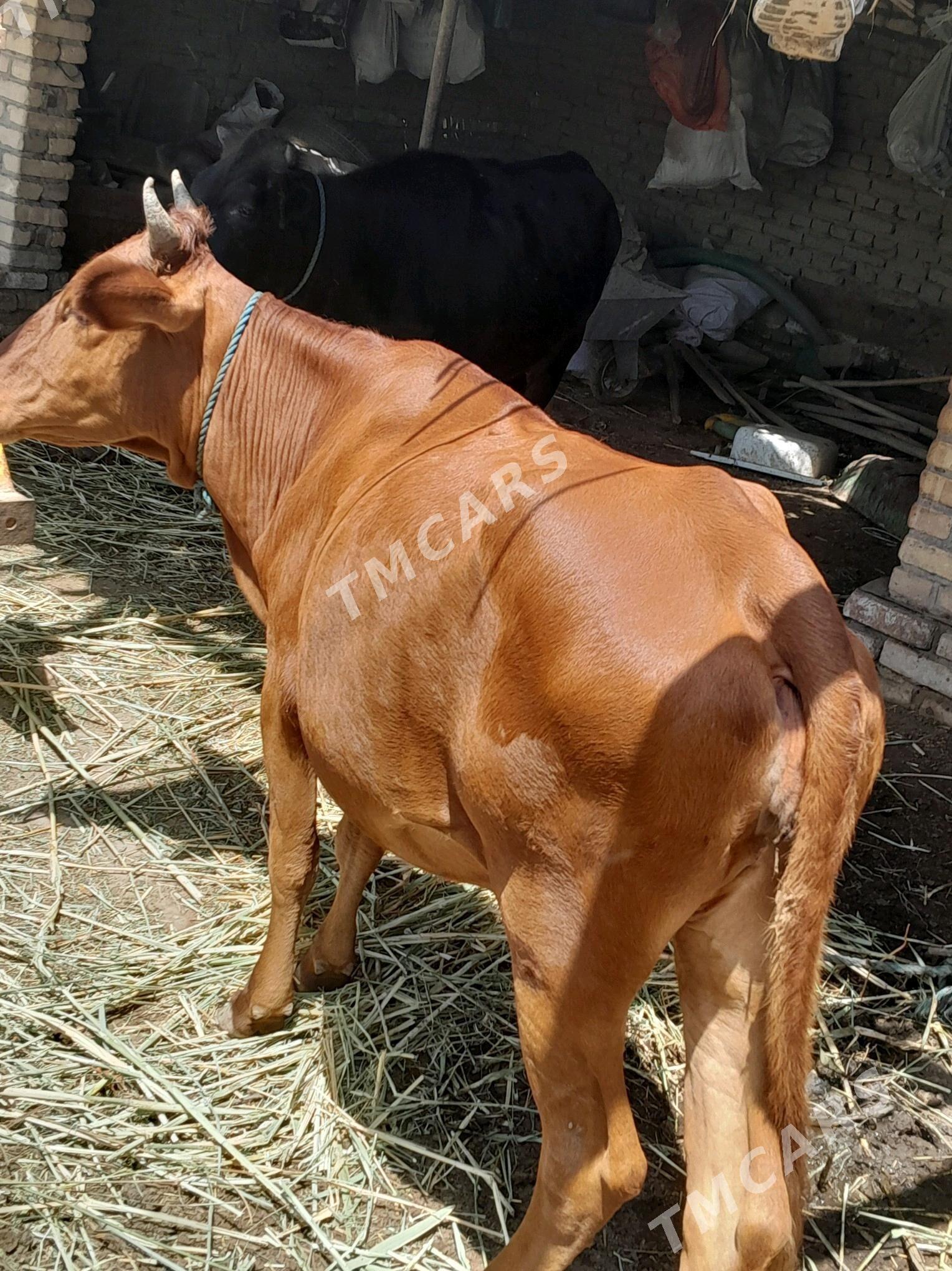 Sygyr ulajyn - Garabekewül - img 3