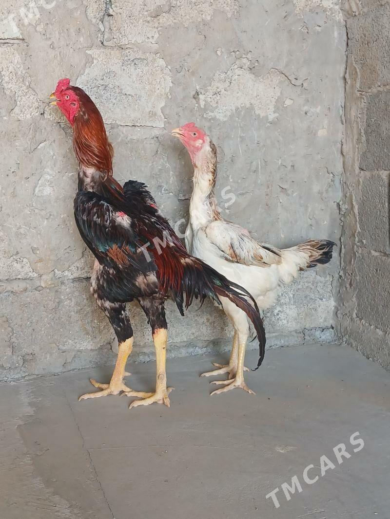 taşkent maki - Бузмеин - img 2