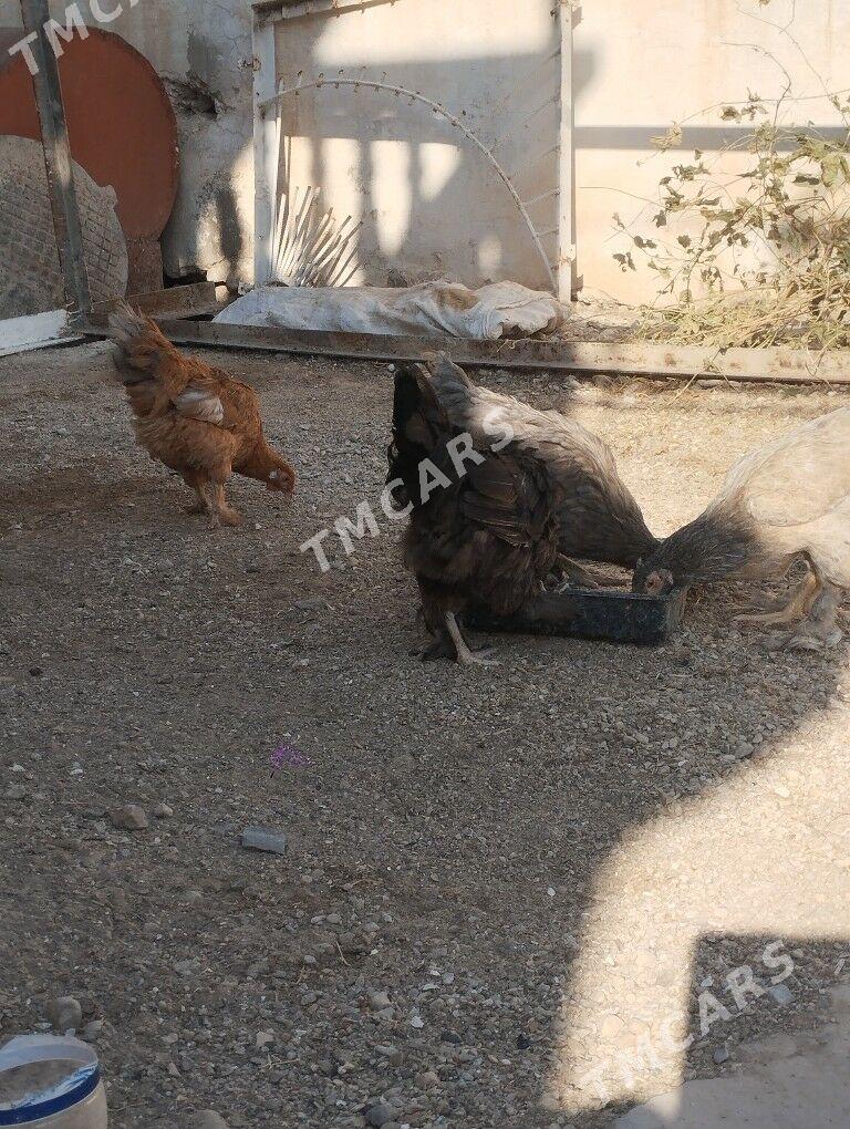 brama tawukbrama tawuk - Balkanabat - img 3