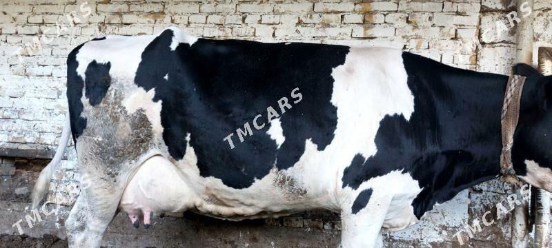 Galaṣteýin we smental sygyrlar - Çärjew - img 3