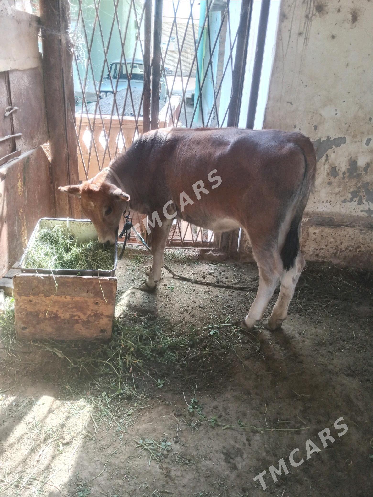 Goleli sygyrlar 4 baş - Мары - img 2