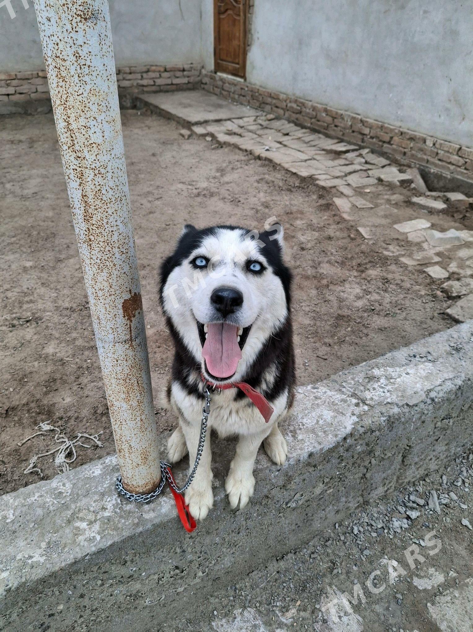 haski - Daşoguz - img 2